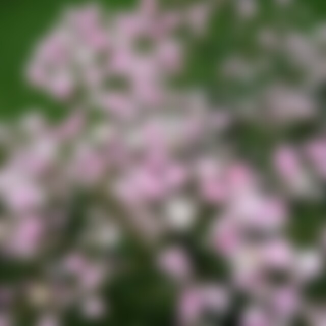 lowlands (58) aus Süddeutschland