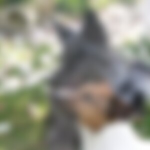 Senseless (48) aus Engeln