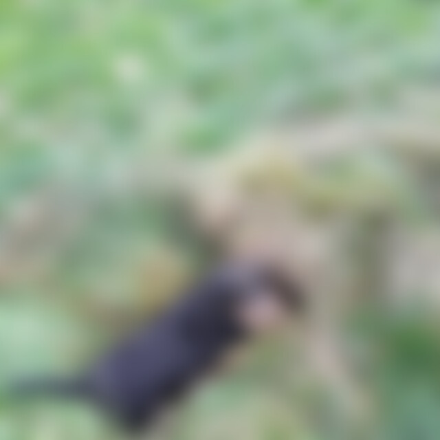 Nichtkleiner (54) aus Waldbröl