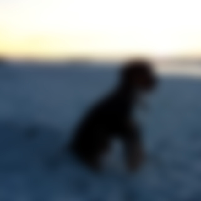 Bobsurfen (46) aus Alt Tellin