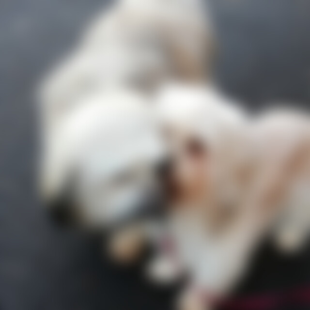 Wautzi (58) aus Le