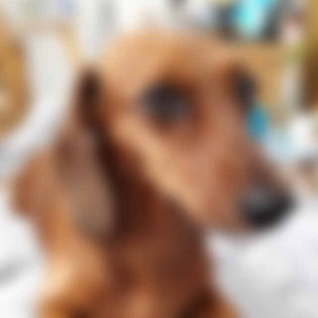 HighlandBlume (38) aus Plauen
