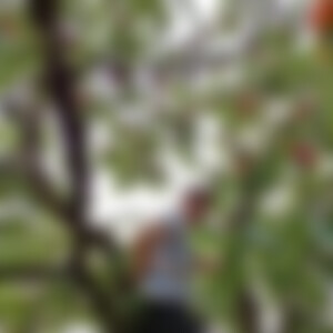 Treesinger (58) aus 