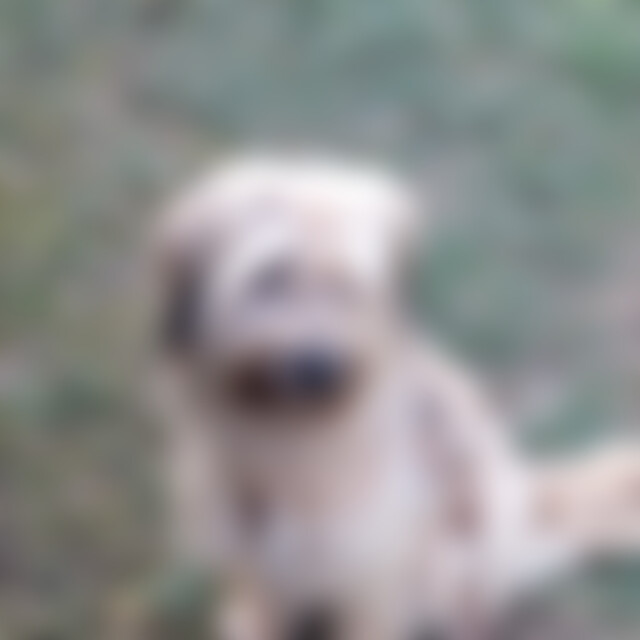 Yulchen (67) aus Euskirchen (Innensta