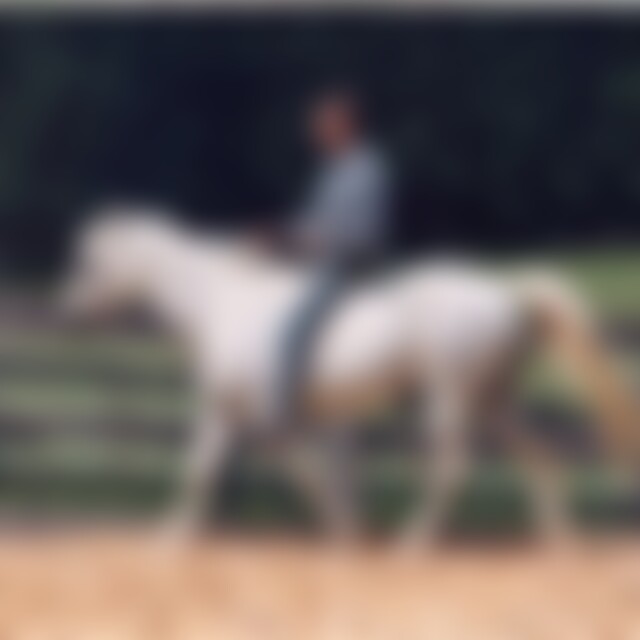 Horsesense (57) aus Nürnberg