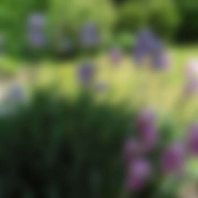 Fordfocus (68) aus Wangen