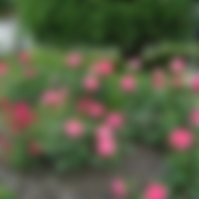 Fordfocus (68) aus Wangen