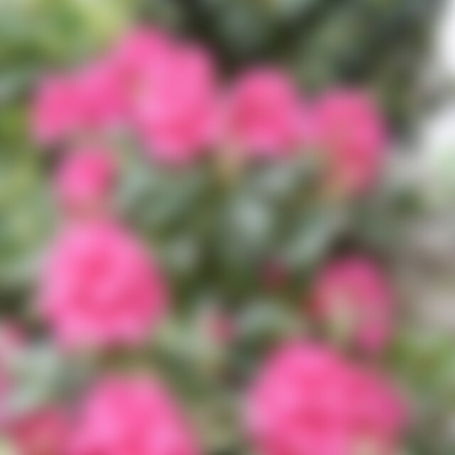 Astrano (75) aus Bodman-Ludwigshafen