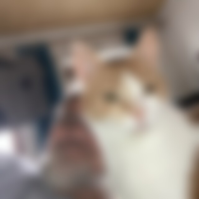 Pferd (72) aus Nürnberg