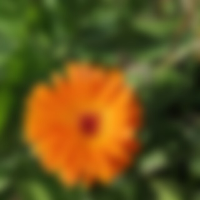 Calendula5 (60) aus Heistenbach
