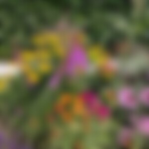 flower58 (58) aus Stuttgart