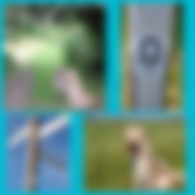 dietina1988 (37) aus Bornheim