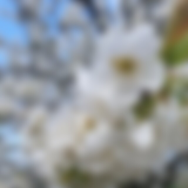 Heiner (75) aus Osnabrück