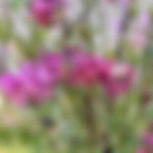 Aquilegia (44) aus Mülheim