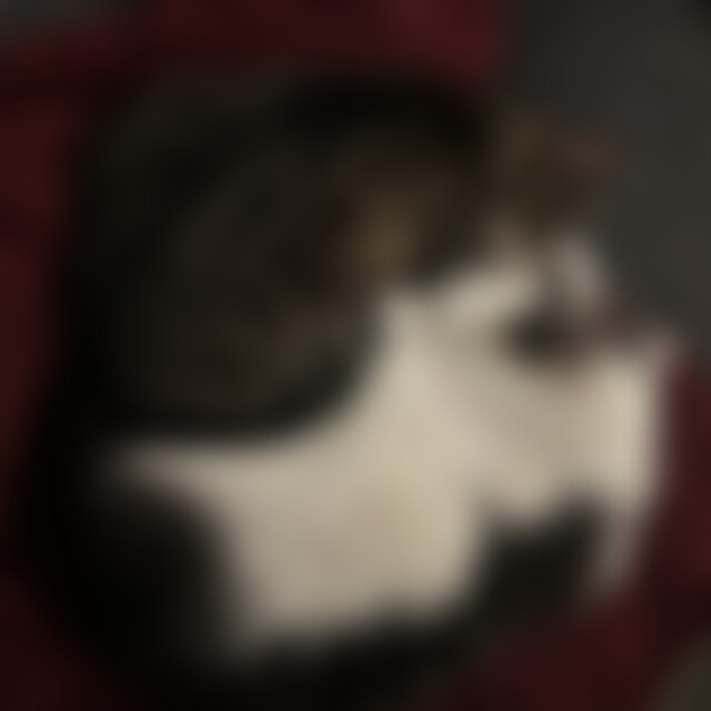 CrazyOldCatlady (41) aus Brandenburg