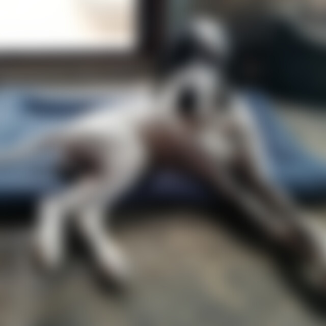 tierfreundin1 (70) aus Stuttgart