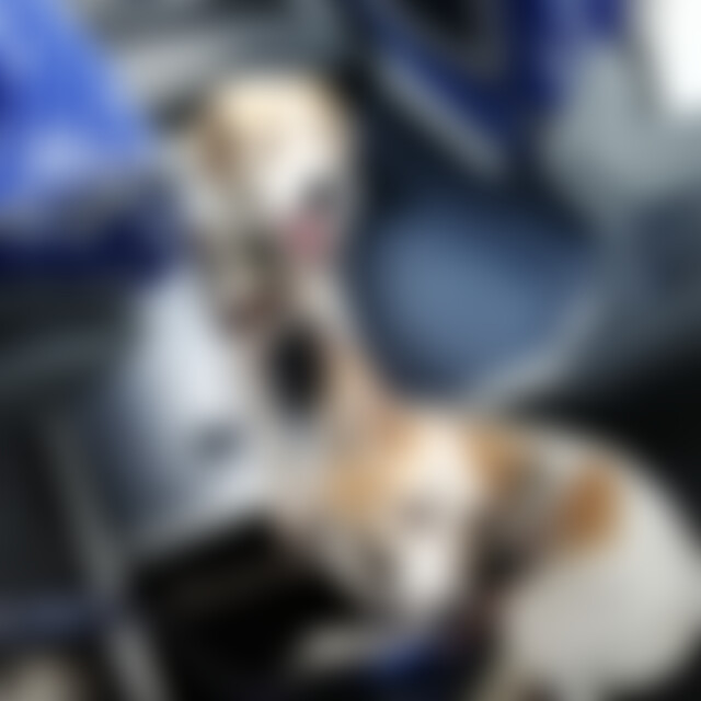 tierfreundin1 (70) aus Stuttgart